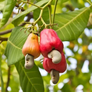 buy Cashew “Anacardium occidentale” – plant fro nursery nisarga