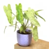 Buy Philodendron "burle marx" variegated - Plant from Nursery Nisarga