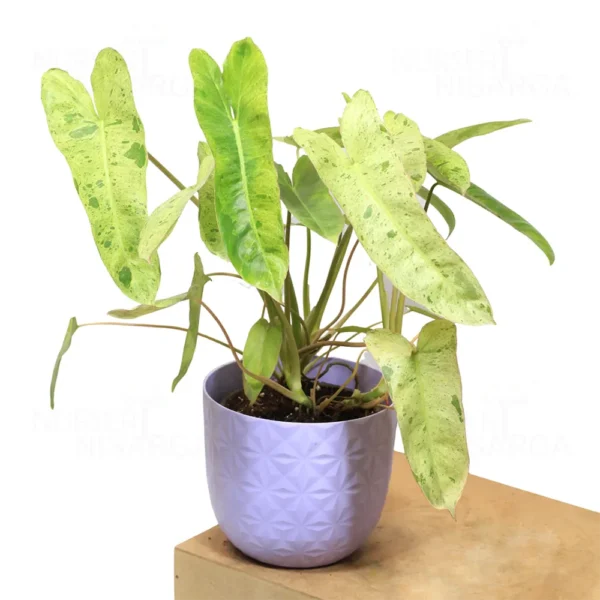 Buy Philodendron "burle marx" variegated - Plant from Nursery Nisarga