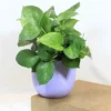 Manjula Pothos Green (Epipremnum aureum) - Plant