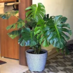 Buy Monstera deliciosa | Swiss Cheese Plant from nursery nisarga