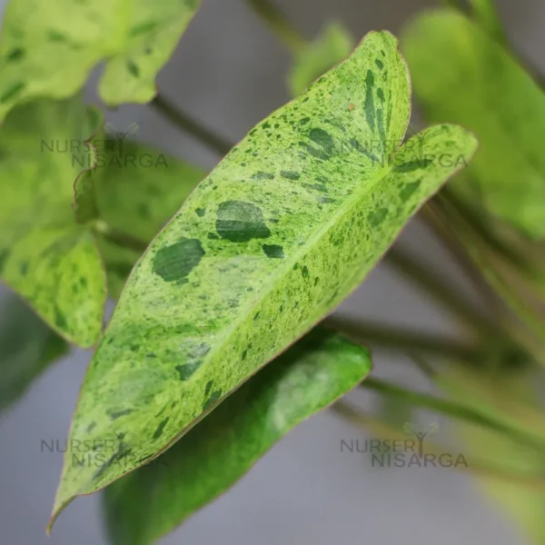 Buy Philodendron "burle marx" variegated - Plant from Nursery NisargaBuy Philodendron "burle marx" variegated - Plant from Nursery Nisarga