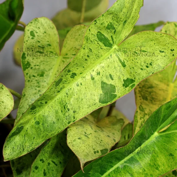 Buy Philodendron "burle marx" variegated - Plant from Nursery NisargaBuy Philodendron "burle marx" variegated - Plant from Nursery Nisarga