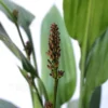 Buy Dracaena Aubryana (Lance Dracaena) - Plant from nursery nisarga