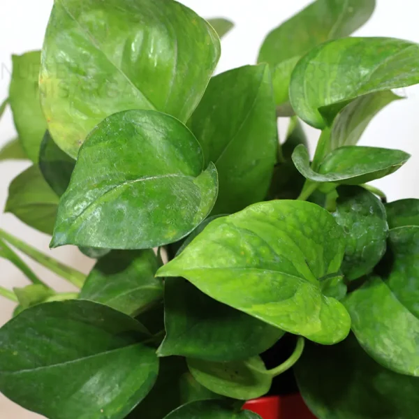 Manjula Pothos Green (Epipremnum aureum) - Plant