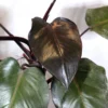 Buy Philodendron erubescens ‘Black Cardinal’ – Plant from nursery nisarga