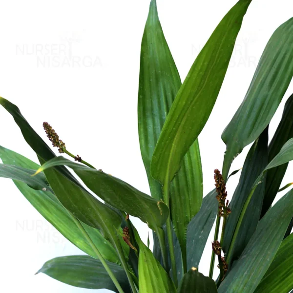 Buy Dracaena Aubryana (Lance Dracaena) - Plant from nursery nisarga