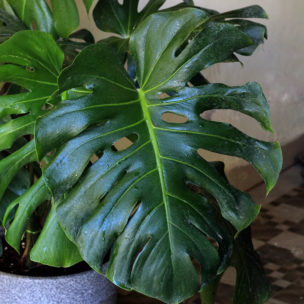 Monstera deliciosa | Swiss Cheese Plant