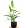 Buy Dracaena Aubryana (Lance Dracaena) - Plant from nursery nisarga