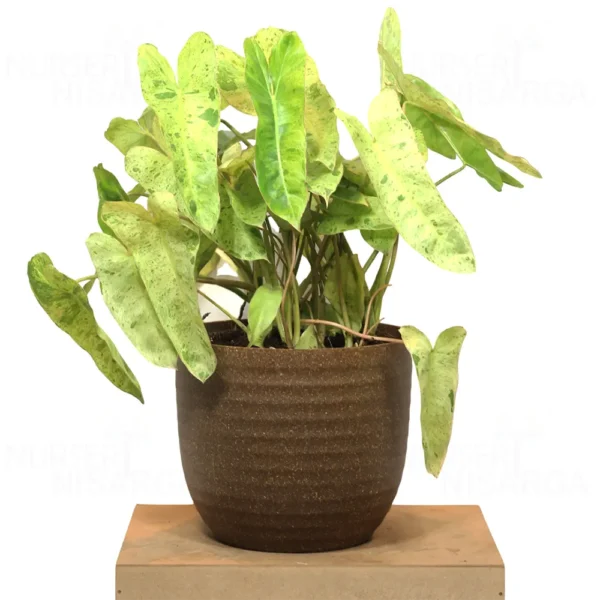 Buy Philodendron "burle marx" variegated - Plant from Nursery NisargaBuy Philodendron "burle marx" variegated - Plant from Nursery Nisarga