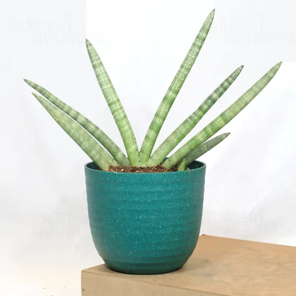 Buy Sansevieria Boncel, Star snake plant from Nursery Nisarga