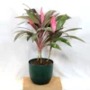 Buy Dracaena Mahatma | Cordyline Terminalis – Plant from nursery nisarga