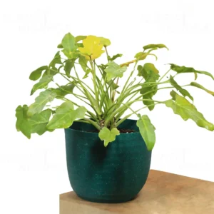 Buy Philodendron Xanadu Golden from nursery nisarga