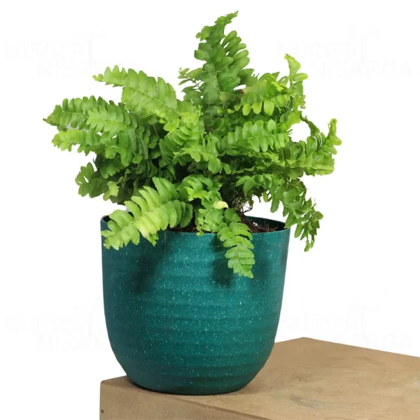 Buy Mini Fern Plant ( Boston Compacta) from nursery nisarga