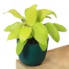 Buy Philodendron Lemon Lime (Ceylon Golden) from nursery nisarga