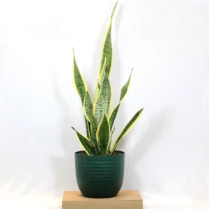 Buy Golden Snake “Dracaena trifasciata”- Plant From Nursery Nisarga