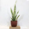 Buy Golden Snake “Dracaena trifasciata”- Plant From Nursery Nisarga