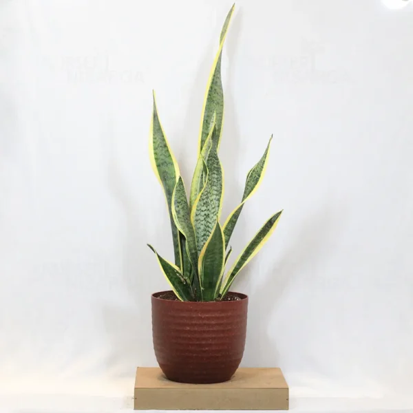 Buy Golden Snake “Dracaena trifasciata”- Plant From Nursery Nisarga