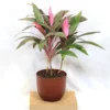 Buy Dracaena Mahatma | Cordyline Terminalis – Plant from nursery nisarga