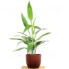 Buy Dracaena Aubryana (Lance Dracaena) - Plant from nursery nisarga