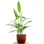 Buy Dracaena Aubryana (Lance Dracaena) - Plant from nursery nisarga