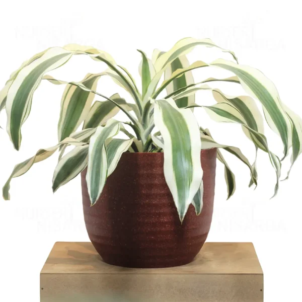 Buy Dracaena Fragrans ‘Victoria White’ Plant ‘Large’ From Nursery Nisarga