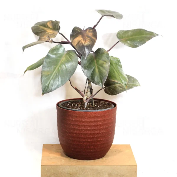 Buy Philodendron erubescens ‘Black Cardinal’ – Plant from nursery nisarga