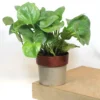 Buy Manjula Pothos Green (Epipremnum aureum) - Plant from nursery nisarga