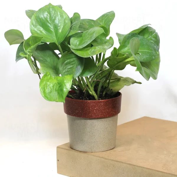 Buy Manjula Pothos Green (Epipremnum aureum) - Plant from nursery nisarga