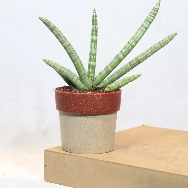 Buy Sansevieria Boncel, Star snake plant from Nursery Nisarga