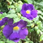 Buy Mini Erecta,Thunbergia Erecta Blue, "Meyenia Erecta Mini" - Plant from nursery nisarga