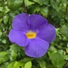 Buy Mini Erecta,Thunbergia Erecta Blue, "Meyenia Erecta Mini" - Plant from nursery nisarga