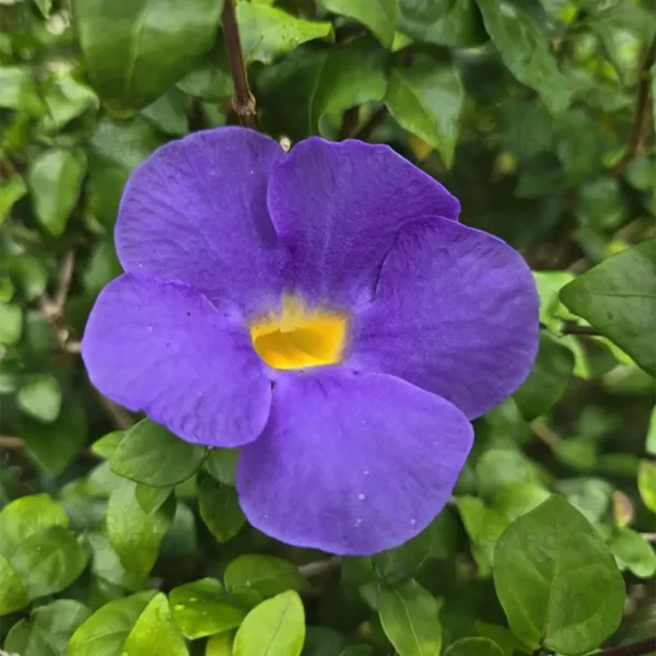 Buy Mini Erecta,Thunbergia Erecta Blue, "Meyenia Erecta Mini" - Plant from nursery nisarga