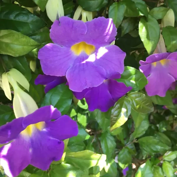 Buy Mini Erecta,Thunbergia Erecta Blue, "Meyenia Erecta Mini" - Plant from nursery nisarga