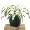 Buy Dracaena Fragrans ‘Victoria White’ Plant ‘Large’ From Nursery Nisarga