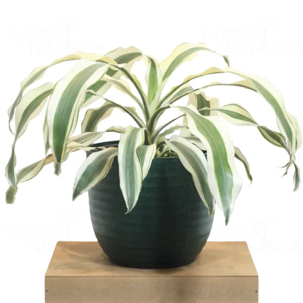 Buy Dracaena Fragrans ‘Victoria White’ Plant ‘Large’ From Nursery Nisarga