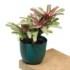 Buy Bromeliad “Neoregelia” – Plant from nursery nisarga