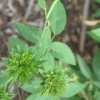 BuyRosa chinensis ‘Viridiflora – plant From Nursery Nisarga