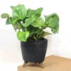 Buy Manjula Pothos Green (Epipremnum aureum) - Plant from nursery nisarga