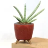 Buy Sansevieria Boncel, Star snake plant from Nursery Nisarga