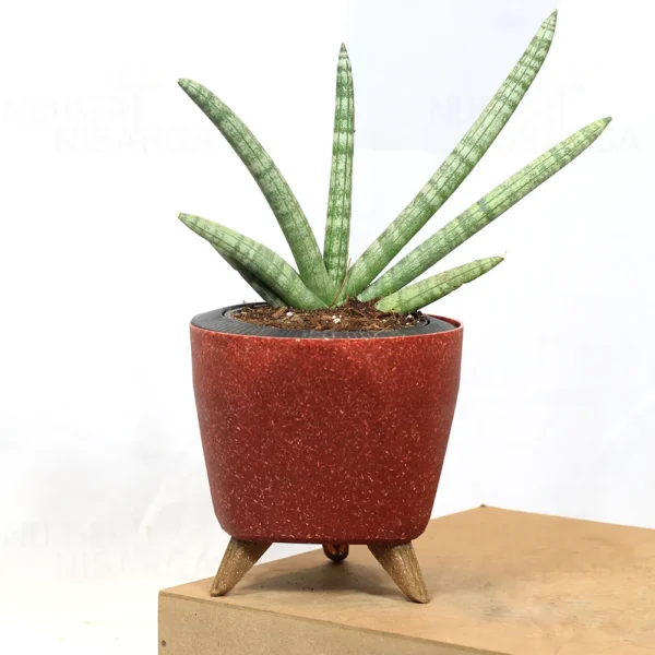 Buy Sansevieria Boncel, Star snake plant from Nursery Nisarga