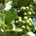 Buy Lasoda plant "Cordia myxa" - plant from nursery nisarga