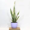 Buy Golden Snake “Dracaena trifasciata”- Plant From Nursery Nisarga