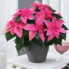 Buy Poinsettia (Euphorbia Pulcherrima) - Variegated From Nursery Nisarga