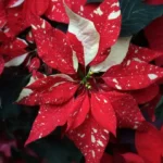 Buy Poinsettia (Euphorbia Pulcherrima) - Variegated From Nursery Nisarga