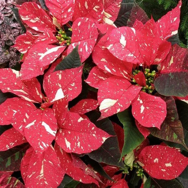 Buy Poinsettia (Euphorbia Pulcherrima) - Variegated From Nursery Nisarga