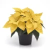 Buy Poinsettia (Euphorbia Pulcherrima) - Variegated From Nursery Nisarga