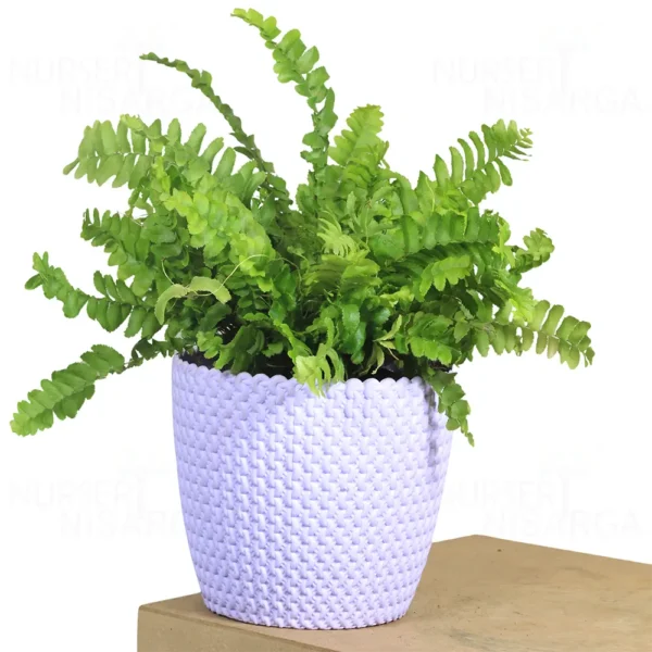 Buy Mini Fern Plant ( Boston Compacta) from nursery nisarga