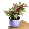 Buy Bromeliad “Neoregelia” – Plant from nursery nisarga