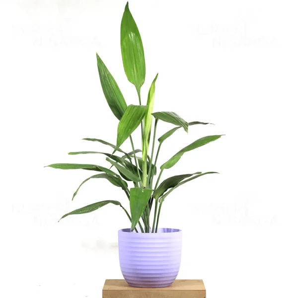 Buy Dracaena Aubryana (Lance Dracaena) - Plant from nursery nisarga